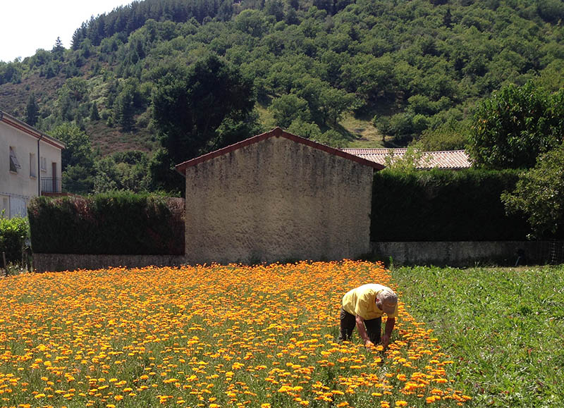 Récolte calendula Ardèche
