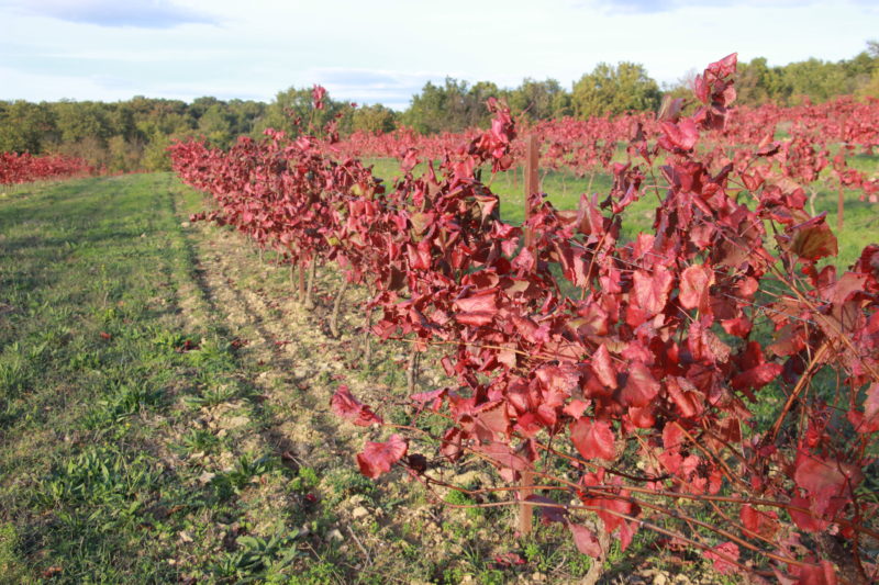vigne rouge agroforesterie